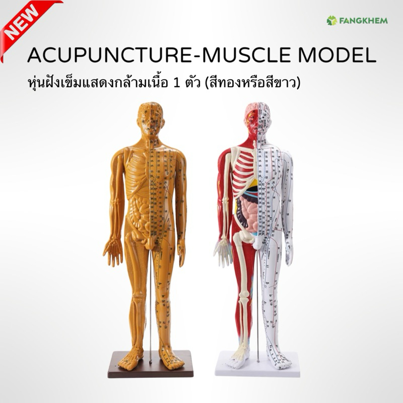 หุ่นจำลอง หุ่นฝังเข็มแสดงกล้ามเนื้อ สูง 60cmหรือ80cm มี 4 สีให้เลือก Acupuncture-muscle model By Fangkhem