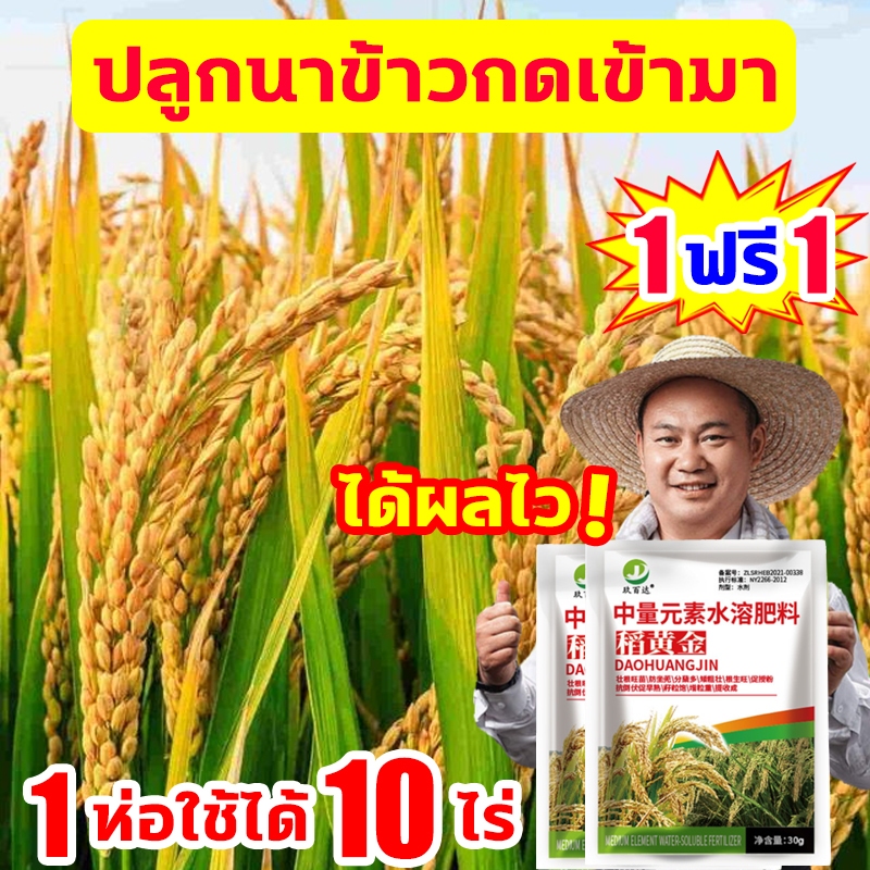 ฮอร์โมนพืช สำหรับข้าว ฮอร์โมนข้าว ปุ๋ยพิเศษสำหรับข้าว ผลผลิตเพิ่มขึ้น10เท่า อวบทุกเม็ด อะมิโนพืช ลดหลุดร่วง เพิ่มผลผลิต