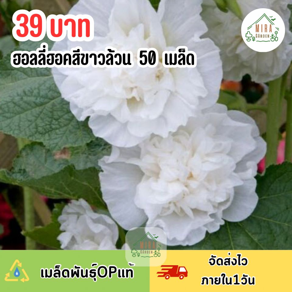 เมล็ดพันธุ์ ดอกฮอลลี่ฮอคคละสี บรรจุ 50 เมล็ด