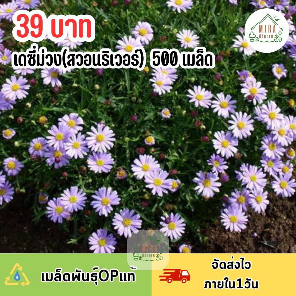เมล็ดพันธุ์ดอกเดซี่ม่วง (สวอนริเวอร์) บรรจุ 500 เมล็ด