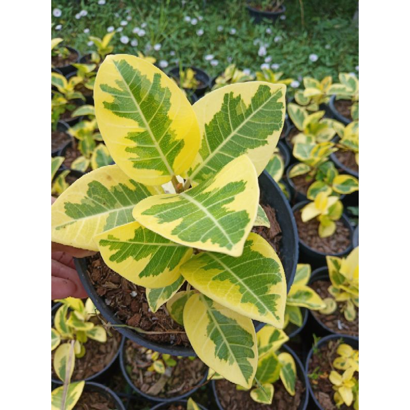 ยางอินเดียด่างทอง Variegated Indian Rubber