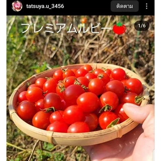 เมล็ดพันธุ์มะเขือเทศ phuchipuyo japan sweet (ชุด20เมล็ด)