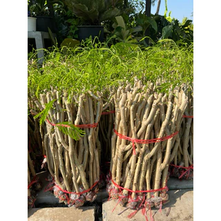 กิ่งชะอมหนามน้อย1มัด50กิ่งตอน💥ถูกสุดในShopeeพร้อมปลูกรากเต็มทุกกิ่งยอดดกหนามสั้นราคาปรับขึ้นตามฤดูกาลนะครับ