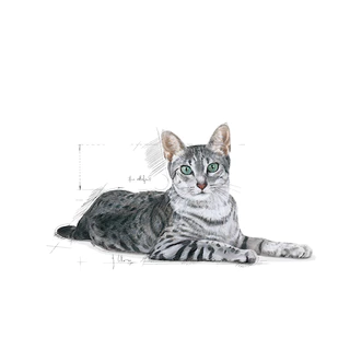 *แมวแก่ 7ปี+* Royal Canin Indoor 7+ 8Kg / sterilised 7+ 10kg. สำหรับ แมว สูงอายุ 7 ปีขึ้นไป มี2สูตร