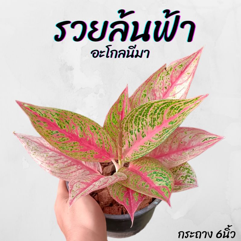 ต้นอะโกลนีมา รวยล้นฟ้า (เลกาซี่แดง) กระถาง 6นิ้ว