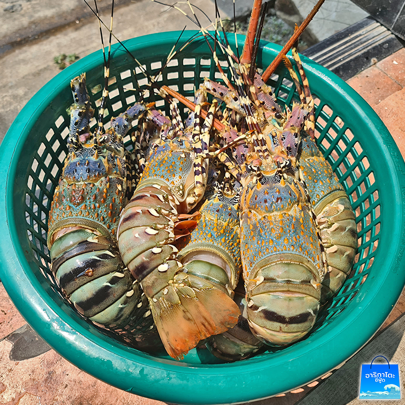 กุ้งมังกร 7สี ไซส์จัมโบ้ ตัวละ 1-2.2กก. (สดเรียกแม่)