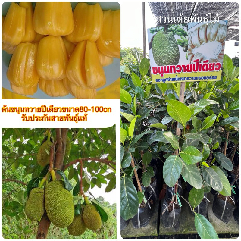 ต้นขนุนทวายปีเดียวปลูก1ปีได้ลูก❗️มีให้เลือก2ขนาด❗️กิ่งทาบขนาด80-100cn รับประกันสายพันธุ์เเท้