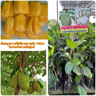 ต้นขนุนทวายปีเดียวปลูก1ปีได้ลูก❗️มีให้เลือก3ขนาด❗️กิ่งทาบขนา…