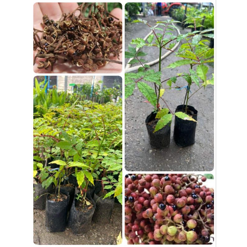 ต้นมะแขว่น ใบและยอดอ่อน รับประทานเป็นผักสด