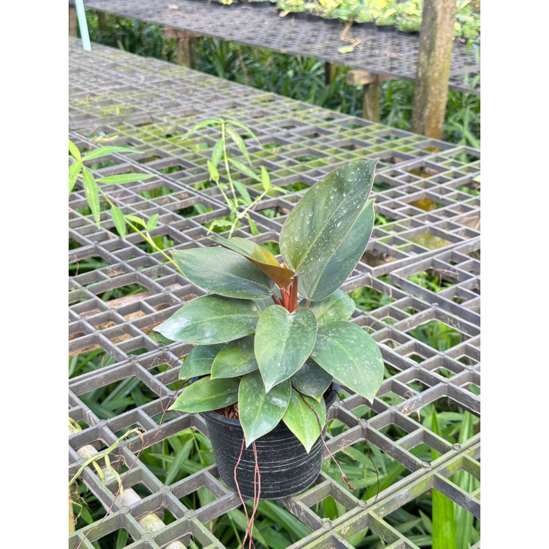 มุมมอง 4