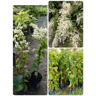 ต้นลัดดาวัลย์ /ชำกิ่ง ไม้เลื้อยดอกหอมมาก