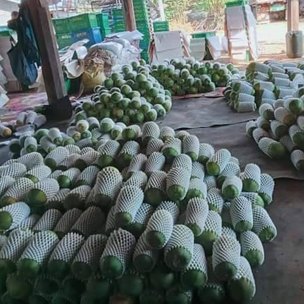 เมล็ดพันธุ์มะละกอฮอลแลนด์ เนื้อหนา รสหวาน รูปที่ 4