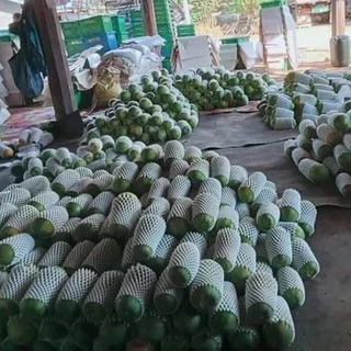 เมล็ดพันธุ์มะละกอฮอลแลนด์ เนื้อหนา รสหวาน เปลือกหนาทนทานต่อโรค เป็นที่นิยมอย่างแพร่หลาย