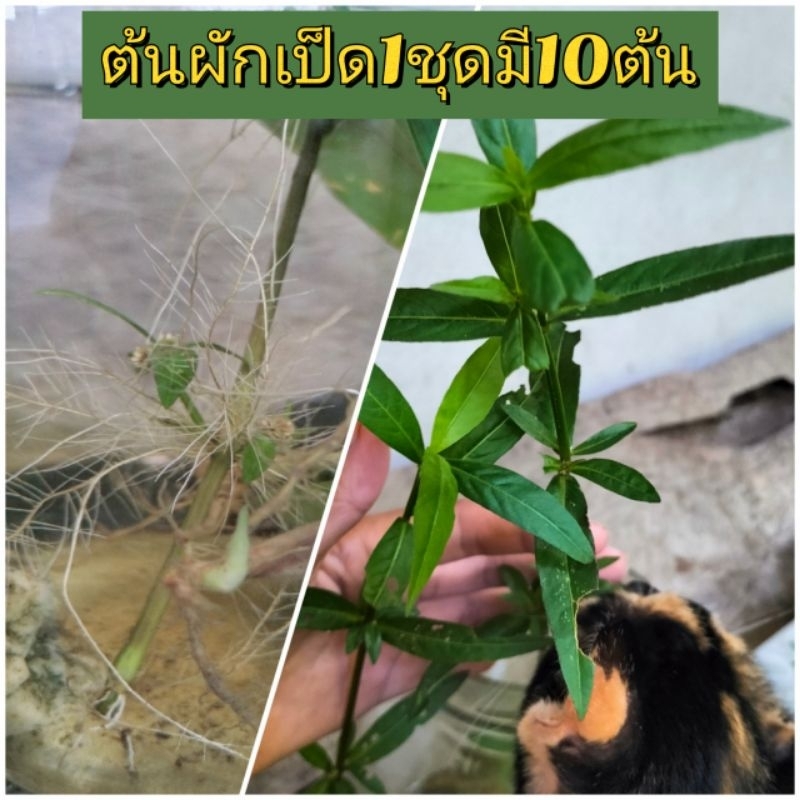 ไม้น้ำ ต้นผักเป็ดสำหรับใส่ขวดปลากัด 1ชุดมี10ต้น