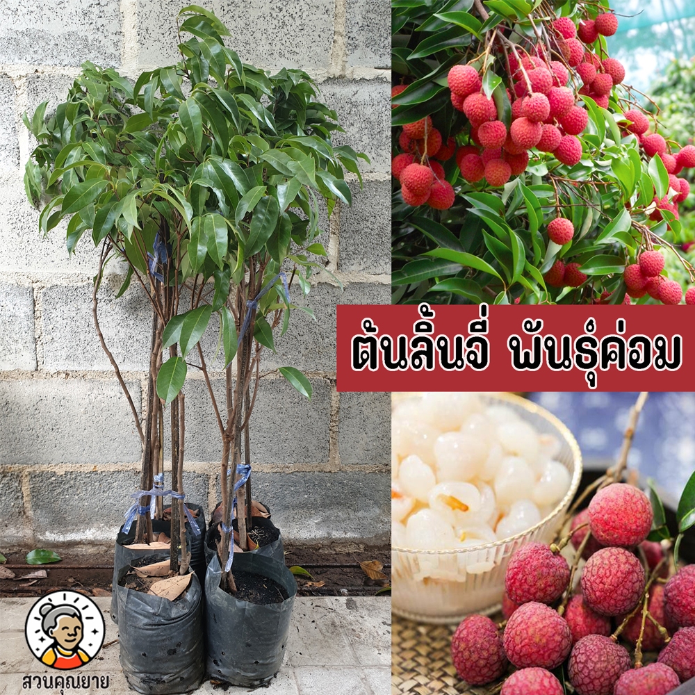 ต้นลิ้นจี่พันธุ์ค่อม ขนาด 65-100 ซม.เนื้อหวาน หนามตั้ง หนังตึง เนื้อเต่ง ปลูกง่ายกว่าพันธุ์อื่น