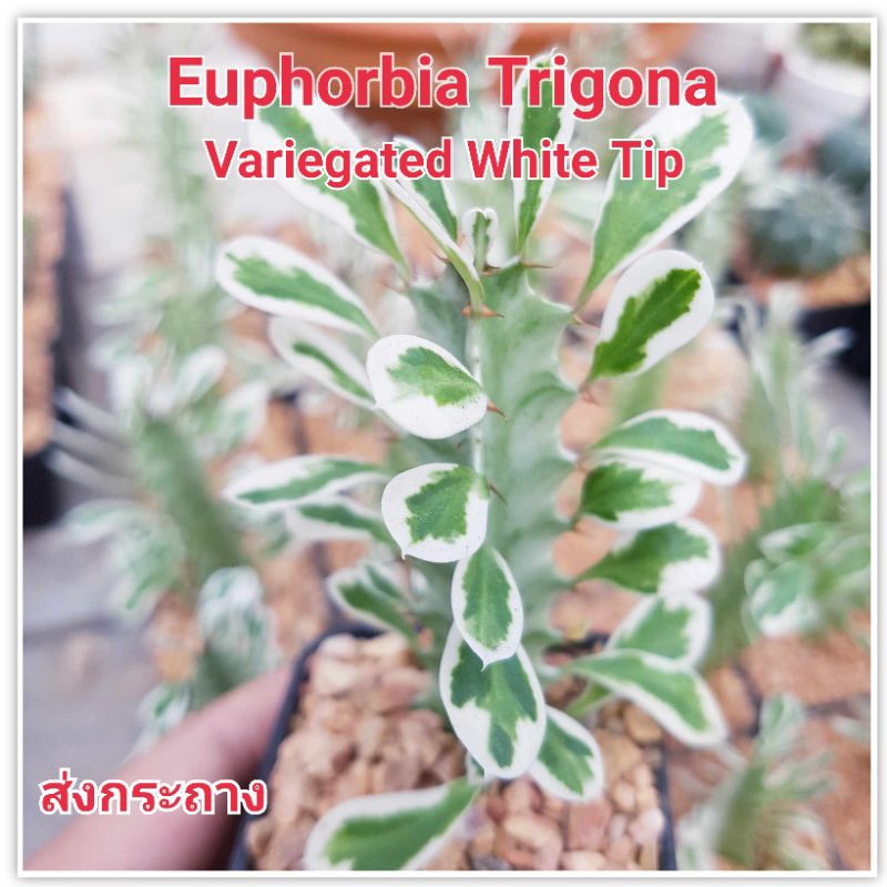แคคตัสยูโฟเบียไวท์ทิป Euphorbia Trigona Variegated White Tip
