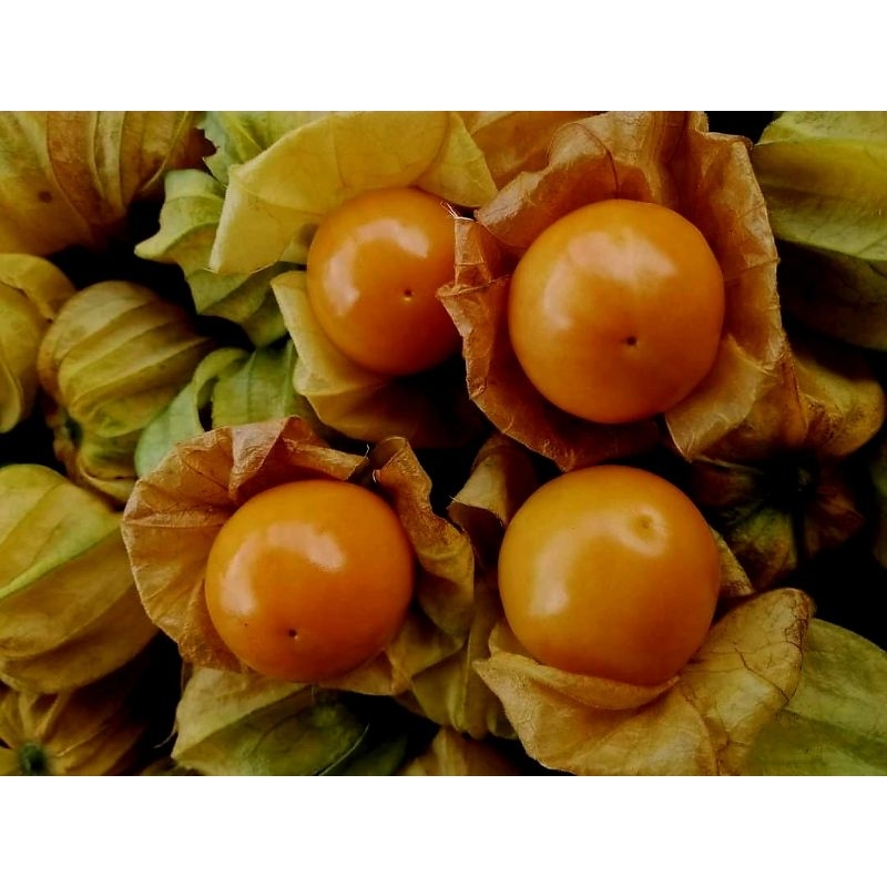 เคพกูสเบอร์รี่ โทงเทงฝรั่ง 1 กิโลกรัม - รูปที่ 2