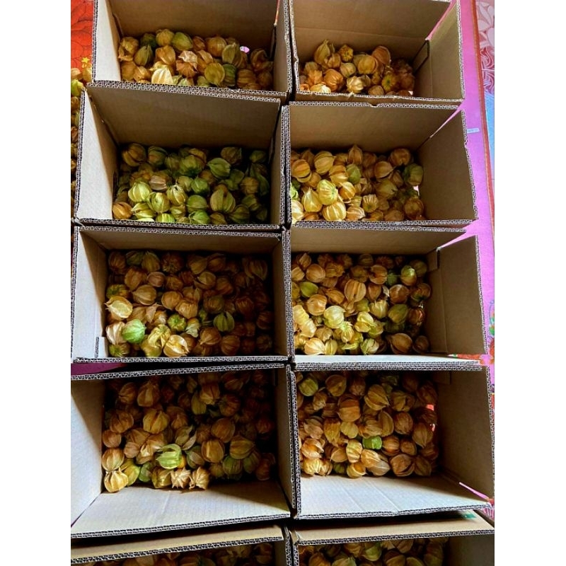 เคพกูสเบอร์รี่ โทงเทงฝรั่ง 1 กิโลกรัม - รูปที่ 3