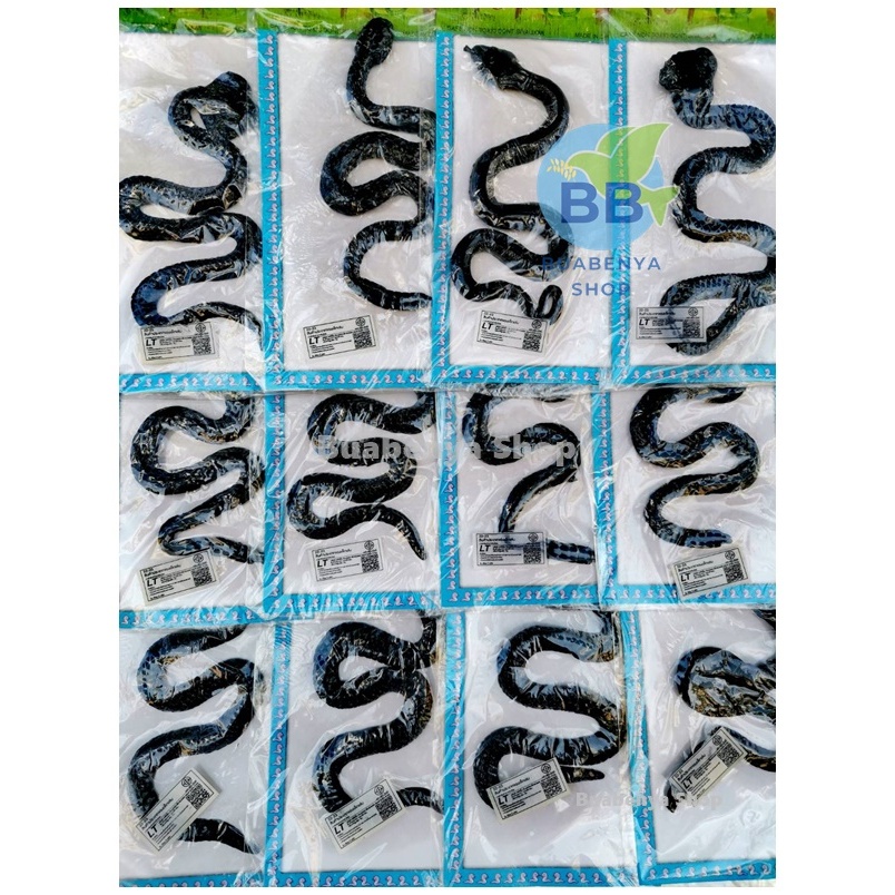 งูปลอม ของเล่นงูปลอม ก่อนยืดประมาณ 12 ซม. ของเล่น 1 ชุด 12 ชิ้น คละแบบ
