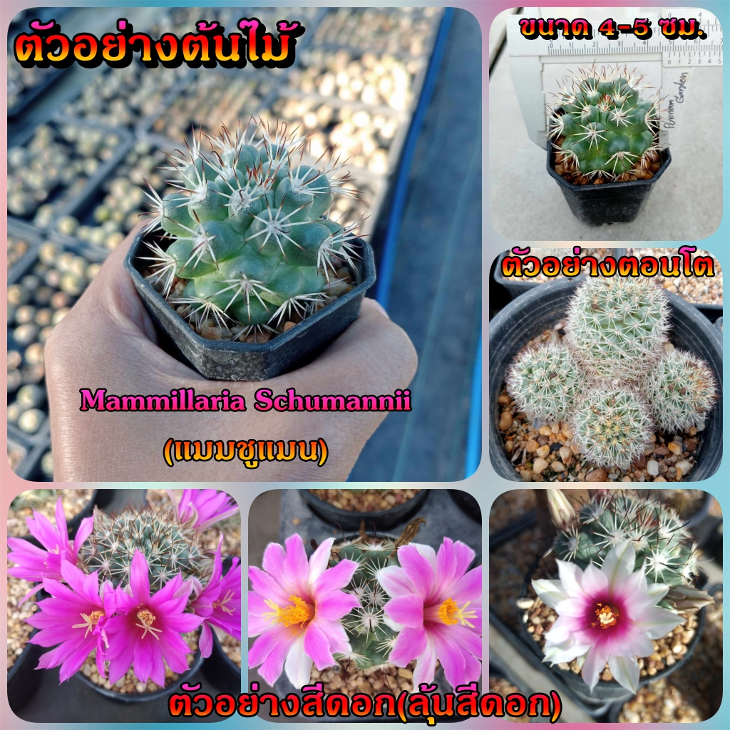 🌵💥แมมชูแมน💥🌵 Mammillaria Schumannii ไม้เมล็ด  ขนาด  4-5 ซม. ต้นกระบองเพชร ต้นแคคตัส (แคคตัส กระบองเพชร)