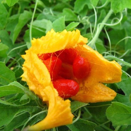 15 เมล็ด มะระขี้นกพันธุ์พื้นบ้าน เมล็ดมะระขี้นกพันธุ์พื้นบ้าน มะระขี้นก เมล็ดมะระขี้นก - รูปที่ 3