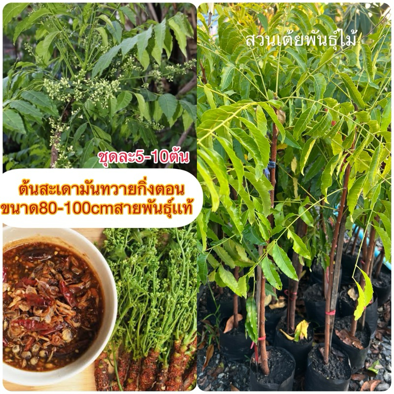 ต้นสะเดามันทวาย ชุดละ5-10ต้นออกดอกทั้งปีกิ่งตอนพร้อมปลูกได้เลย ได้ผลเร็ว ขนาด80-100cmสายพันธุ์เเท้🌱