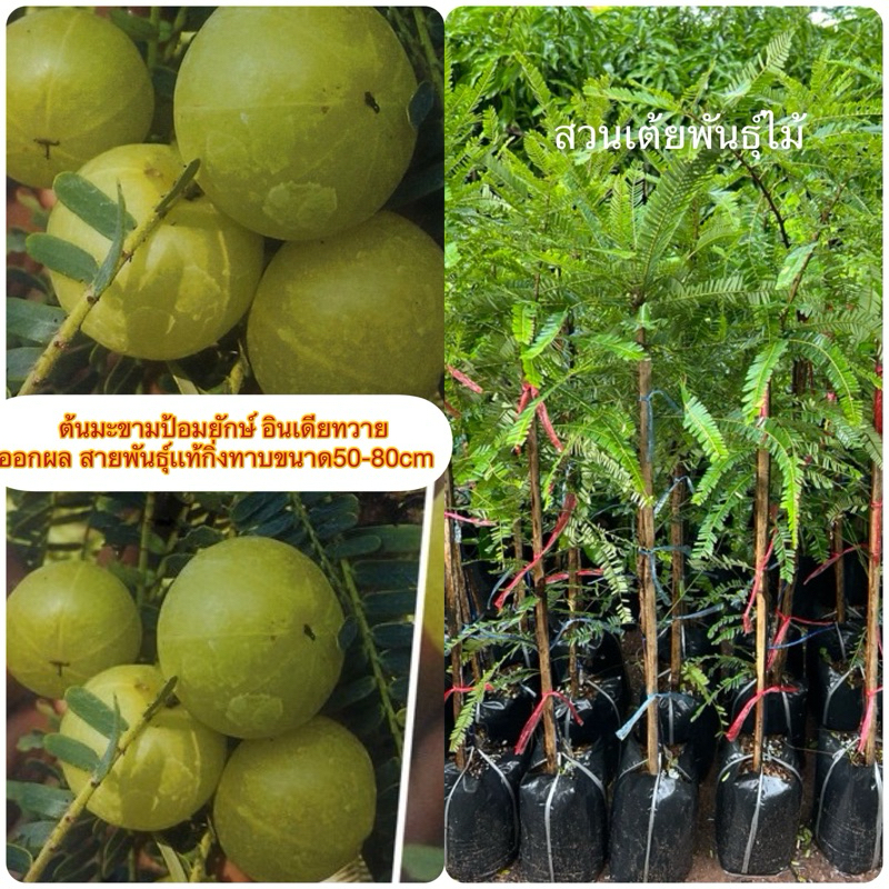 ต้นมะขามป้อมยักษ์​ อินเดียทวาย1 ปี ออกผล สายพันธุ์เเท้กิ่งทาบ 80cm