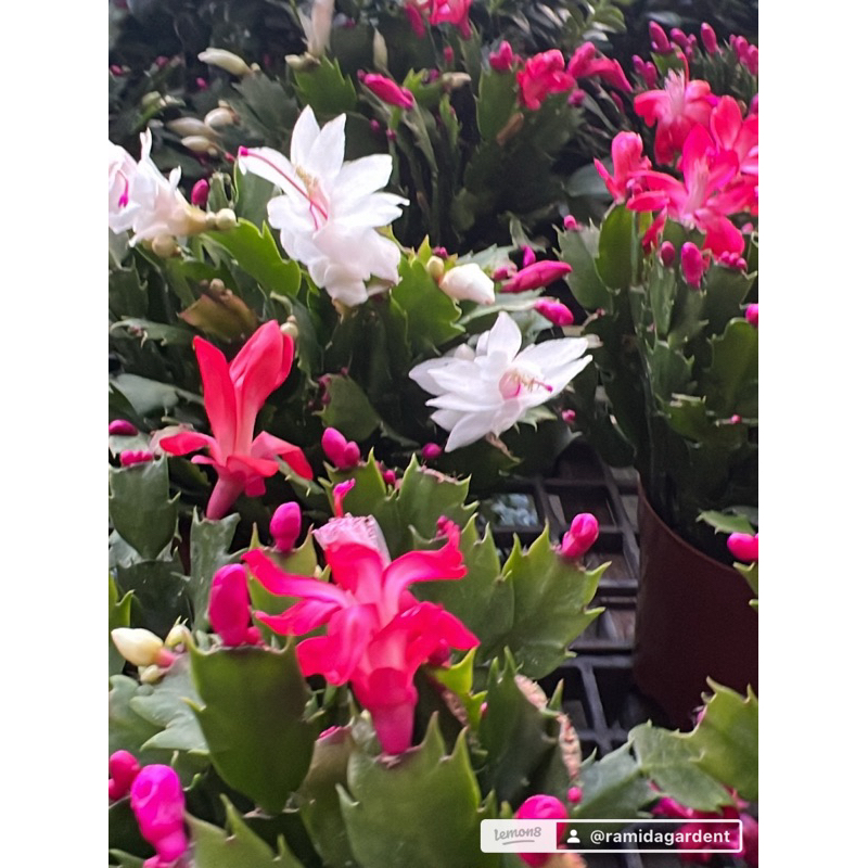 #โบตั๋นแคระ หรือ #Christmas cactus ติดดอกทุก เป็นกระบองเพชร ชนิดหนึ่ง | ต้นไม้มงคล ปลูกแล้วโชคลาภ เงินทองไหลมาเทมาคละสี