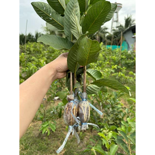 🍏ต้นฝรั่งสุ่ยมี่(สายน้ำผึ้ง)🔥ฟรี10แถม1🔥สั่งขั้นต่ำ 2 ต้น🔥
