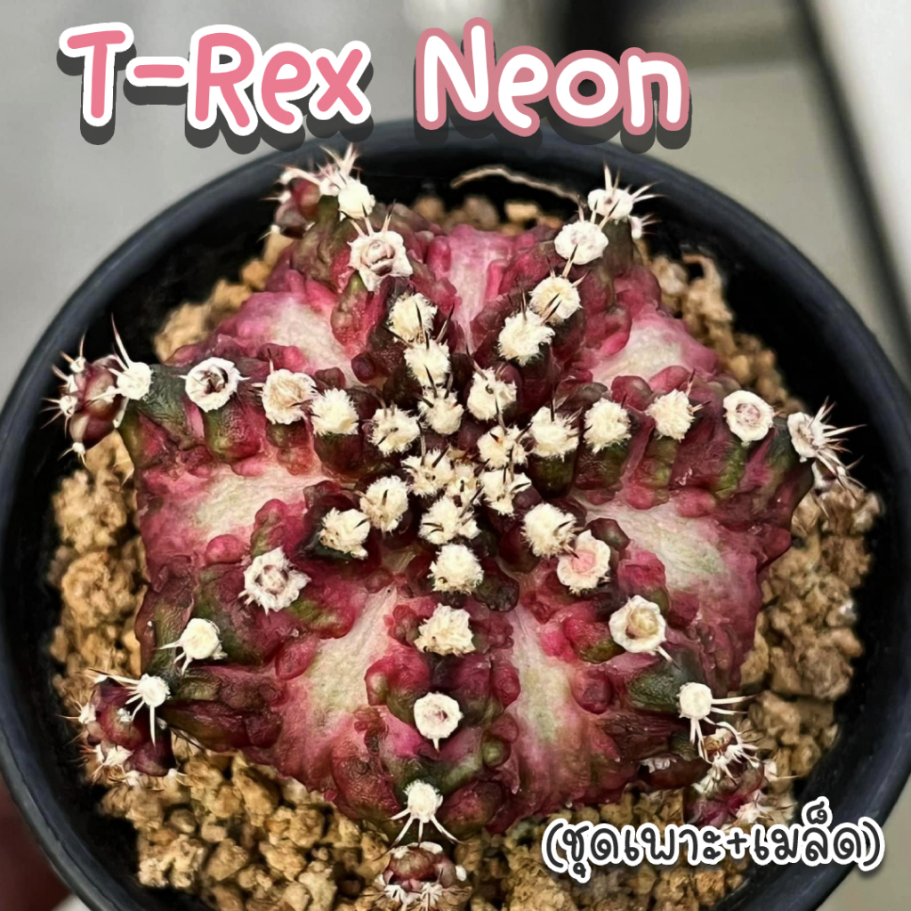 ชุดเพาะเมล็ดยิมโน T-Rex x Neon เมล็ดแคคตัส