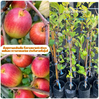 ต้นพุทราแดงอินเดียกิ่งทาบขนาด40-80cm ผลสีเเดง หวานกรอบอร่อย …