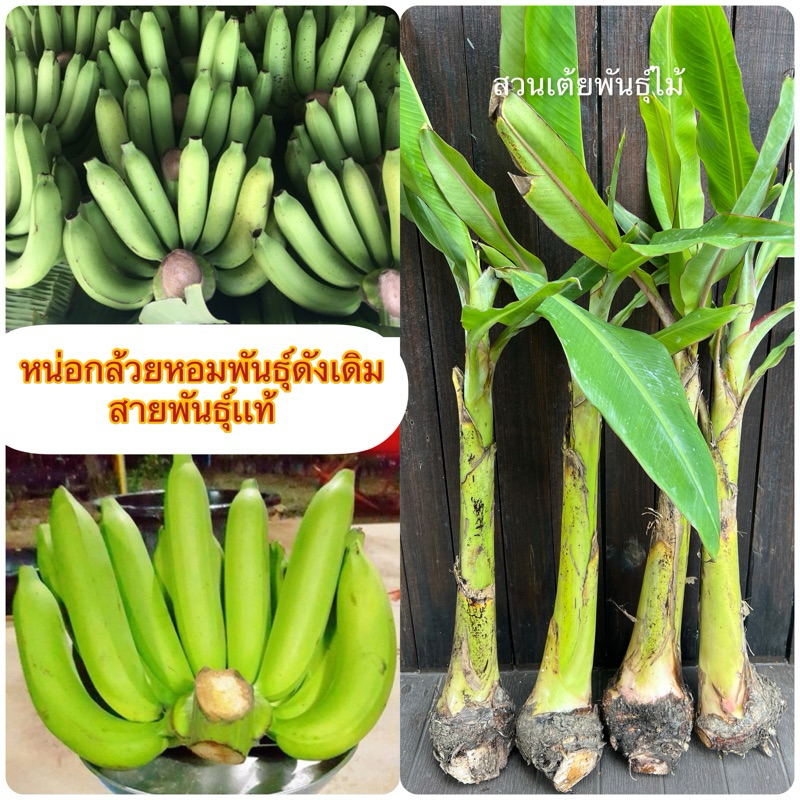 หน่อกล้วยหอมทองสายพันธ์ุแท้พันธุ์ดังเดิมต้นกล้วยหอมลำต้นสวยสะโพกใหญ่ให้ผลผลิตสูงสามารถปลูกได้ทุกสภาพ