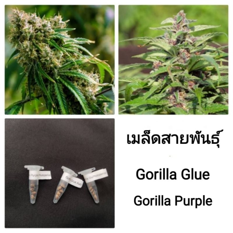 เมล็ดพันธุ์Gorilla Glue,Gorilla Purpleม่วง เพศเมีย90%ใช้STSทำเมล็ด ชุด5และ3เม็ด