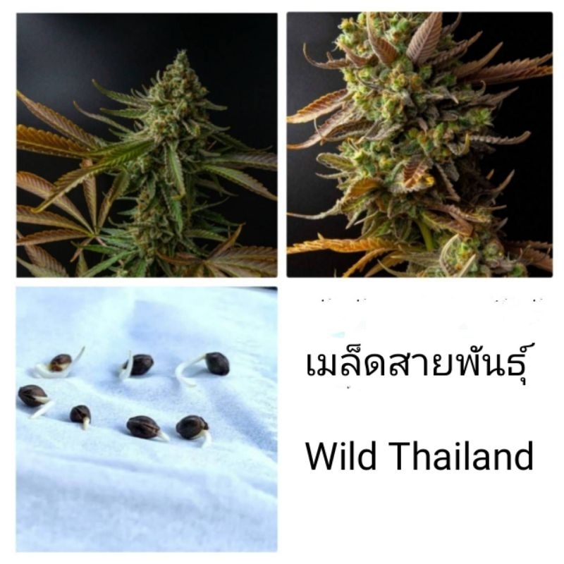 เมล็ดพันธุ์Wild Thailand เพศเมีย90%ใช้STSทำเมล็ด มีชุด5และ3เม็ด