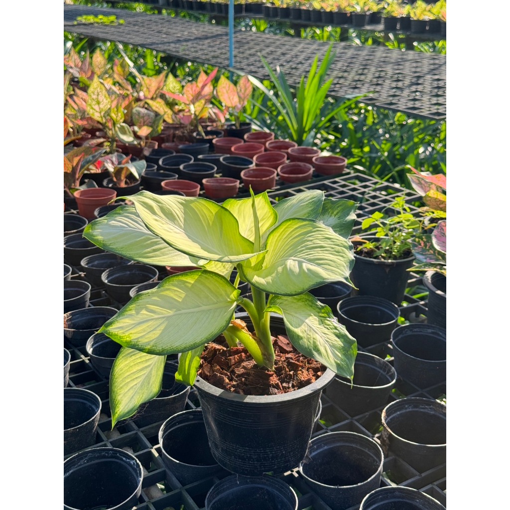 มุมมอง 2