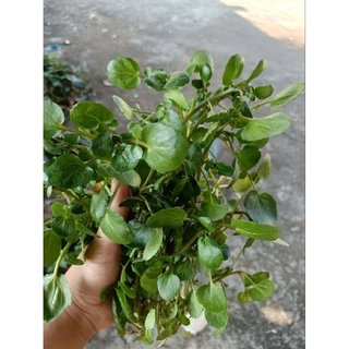 เมล็ดพัน​ธุ์​ วอเตอร์​เครส​แท้​ สลัดน้ำ​ 100-200 เมล็ด​ watercress