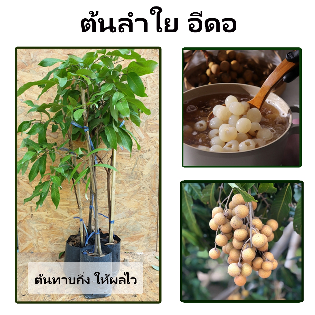ต้นลำไยพันธุ์อีดอ ลูกดก ผลใหญ่ เนื้อหนา เมล็ดเล็ก สามารถทนแล้งได้ดี หวานกรอบ