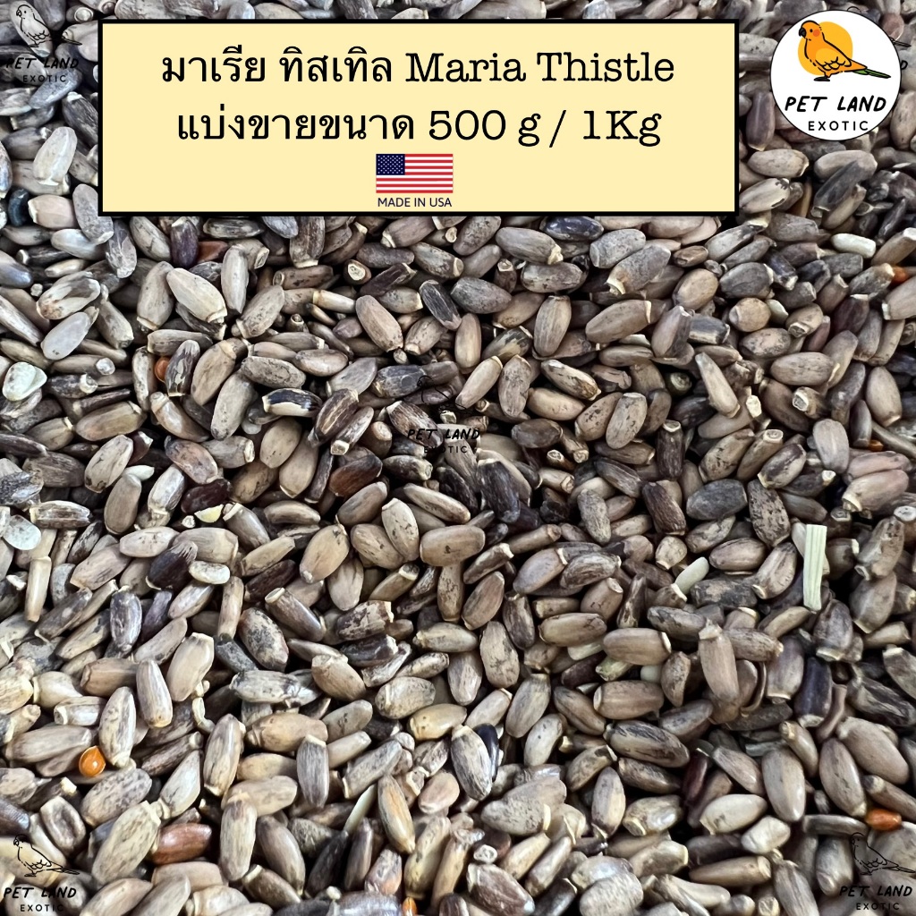 Farmland Maria thistle เมล็ดทิสเทิล สำหรับ นกแก้ว และสัตว์ฟันแทะ แบ่งขายขนาด 500g/1Kg