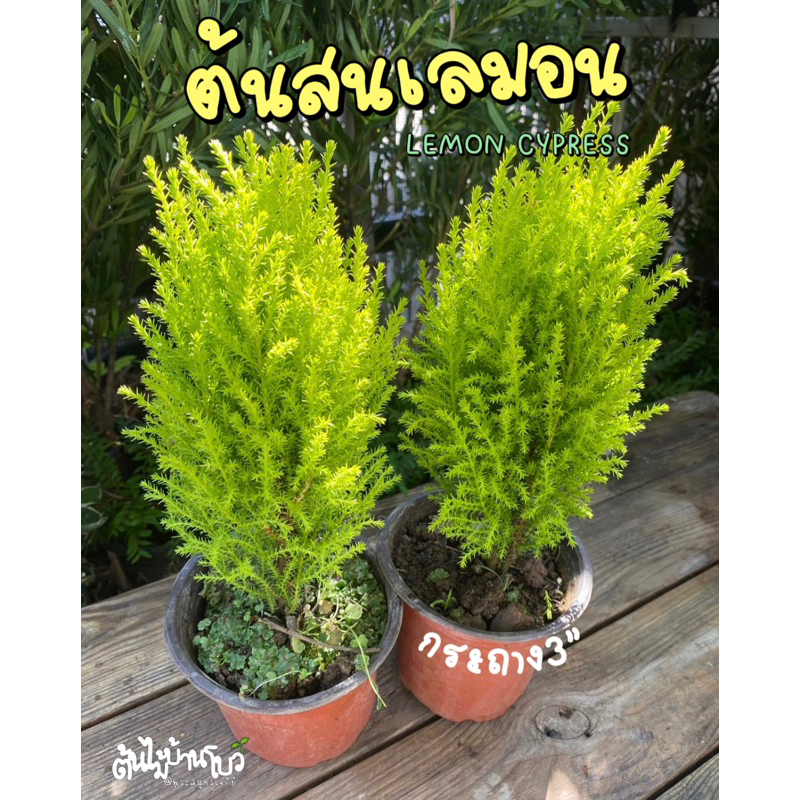 ต้นสนเลมอน/สนมะนาว/เลมอนไซเปรส กลิ่นหอมๆ สีสวยๆ