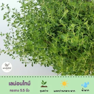 ต้นเลม่อนไทม์ Lemon Thyme #สมุนไพรฝรั่ง #กลิ่นหอม