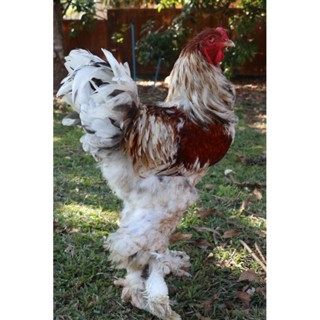 ไข่เชื้อไก่บราม่า​ จากประเทศตรุกีสีสวยตัวใหญ่สูง​ของแท้ไม่จก…