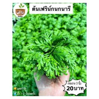 ต้นเฟิร์นกนกนารี จัดส่ง 2 ต้นขึ้นไป คละแบบได้