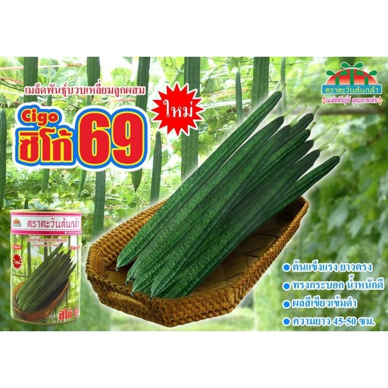 เมล็ดพันธุ์บวบเหลี่ยม.ซิโก้69.ผลยาวเขียวเข้ม(50&100กรัม)เมล็ดบวบ