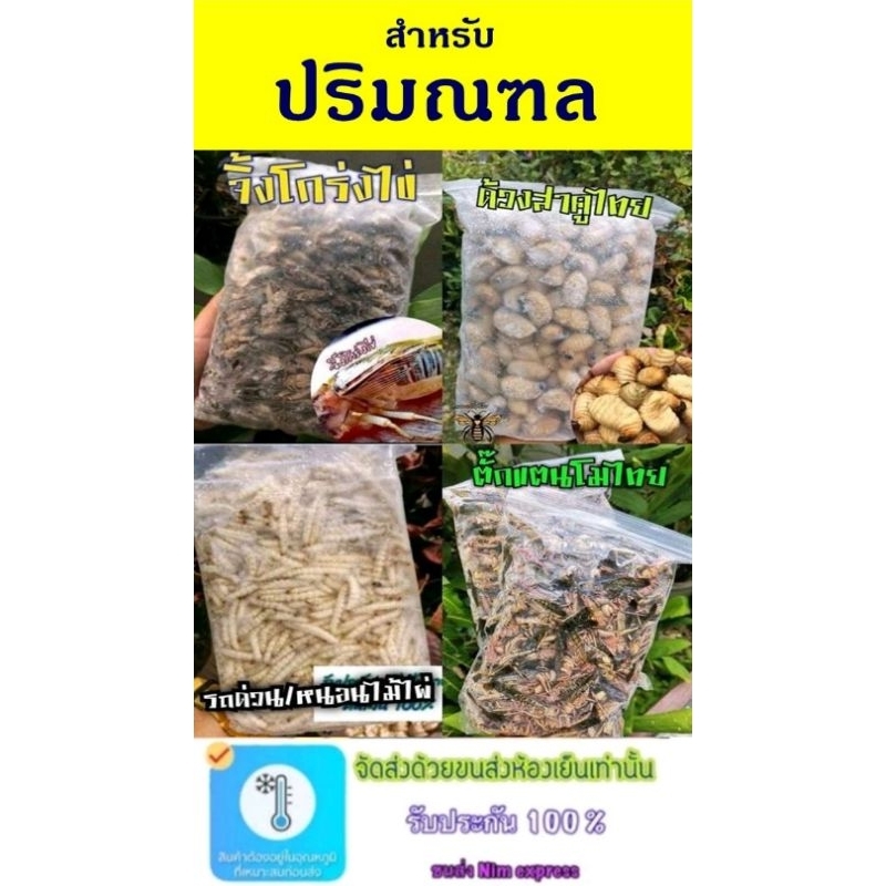 ปริมณฑล​ ทางนี้เท่านั้น ไข่มดแดง ด้วงสาคูไทย จิ้งโกร่งไข่เลี้ยง รถด่วน/หนอนไม้ไผ่ ตั๊กแตนโมไทย