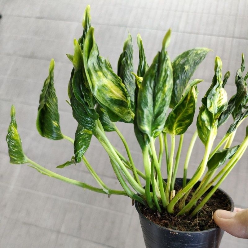 ต้นห่อ​เงิน​ห่อ​ทอง​แคระ​ด่าง/ออมแชงกรีร่า/ออมก็อตซิลล่ากระถาง 3 นิ้วSyngonium​ Godzilla