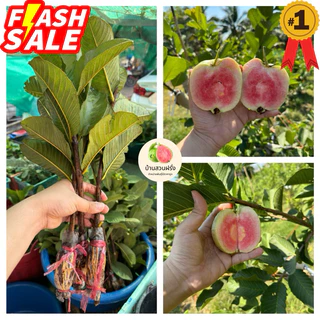 🍏ต้นฝรั่งหงเปาสือ(ไส้แดงหวานกรอบ)🔥สั่งขั้นต่ำ 2 ต้น🔥🔥กดติดตามลดเพิ่ม 10 บาท🔥
