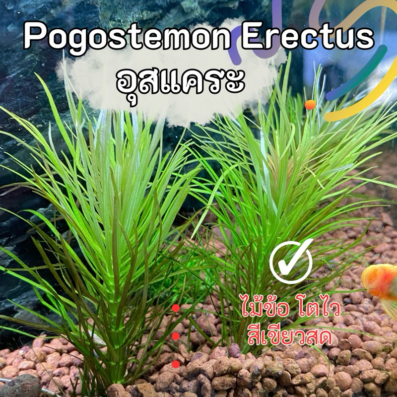 Pogostemon Erectus อุสแคระ ไม้น้ำ สีเขียวสด(พร้อมส่ง)