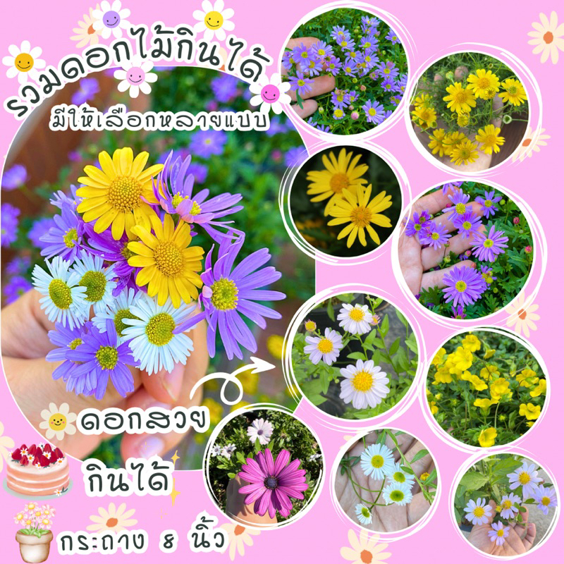 F14 เดซี่แดง ชมพู เหลือง ม่วง ดอกไม้กินได้ ขนาด 8 นิ้ว ส่งทั้งกระถาง ดอกไม้มินิมอลแต่งหน้าเค้ก เดซี่ไข่ดาว ขาว ญี่ปุ่น