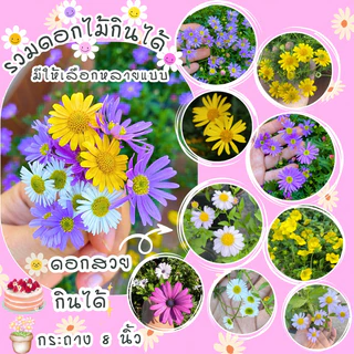 F14 เดซี่แดง ชมพู เหลือง ม่วง ดอกไม้กินได้ ขนาด 8 นิ้ว ส่งทั้งกระถาง ดอกไม้มินิมอลแต่งหน้าเค้ก เดซี่ไข่ดาว ขาว ญี่ปุ่น