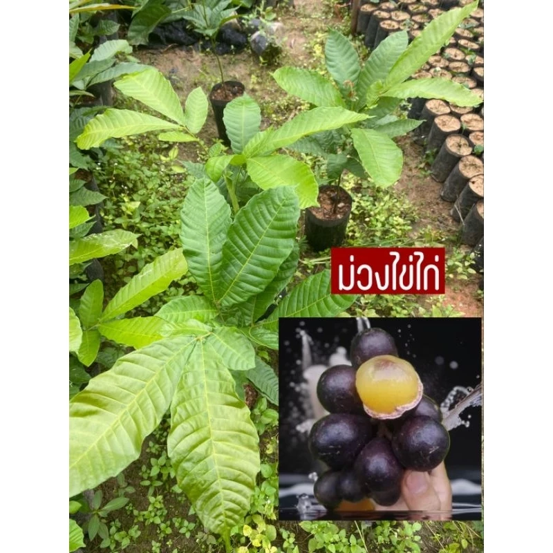 ต้นลำใยคริสตัส สีม่วงไข่ไก่/ม่วงแอปเปิ้ล 2ปีออกผลผลิต รสชาติออก เงาะ+ลำใย+ทุเรียน